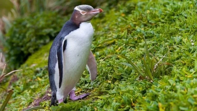 В Новой Зеландии назвали птицу года, и ею стал волшебный пингвинчик - фото 457541