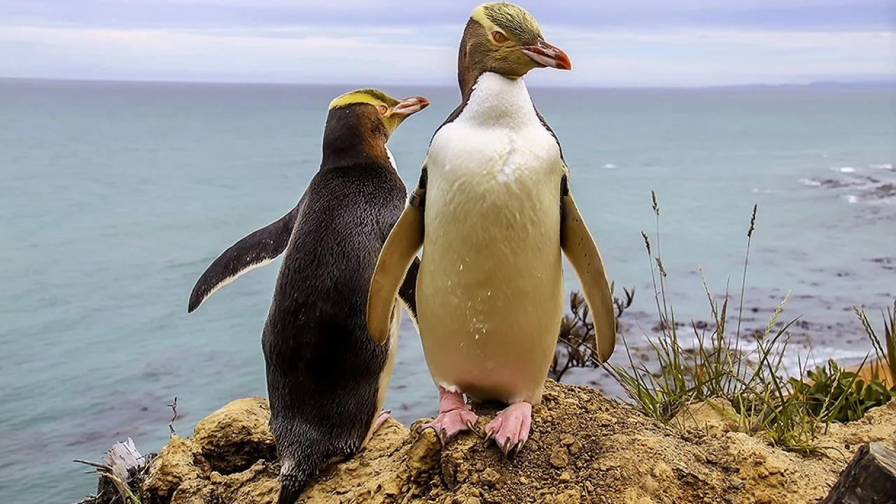 В Новой Зеландии назвали птицу года, и ею стал волшебный пингвинчик - фото 457545
