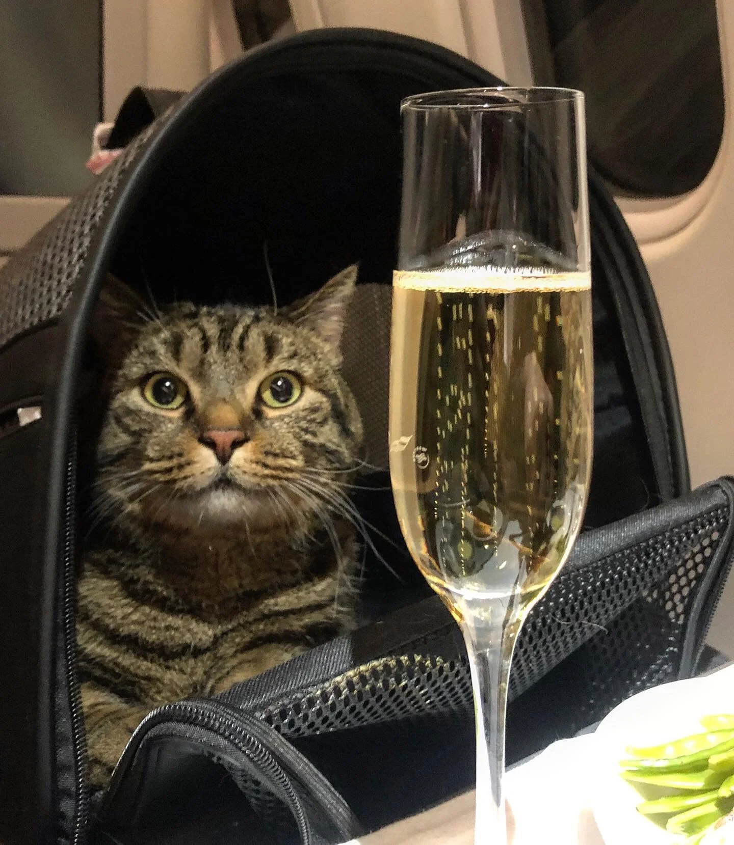 Хлопець пішов на злочин, щоб сидіти в літаку поруч з котиком, і про це гуде весь інтернет - фото 457971