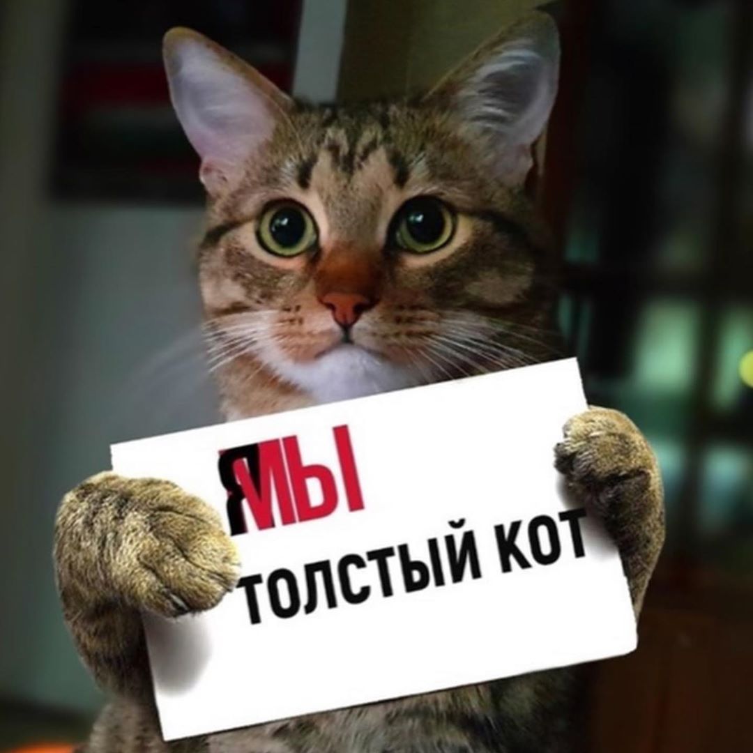 Хлопець пішов на злочин, щоб сидіти в літаку поруч з котиком, і про це гуде весь інтернет - 457976 Хлопець пішов на злочин, щоб сидіти в літаку поруч із котиком, і про це гуде весь інтернет - фото 457976