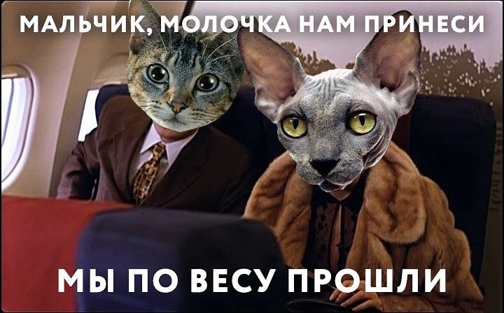 Хлопець пішов на злочин, щоб сидіти в літаку поруч з котиком, і про це гуде весь інтернет - 457977 Хлопець пішов на злочин, щоб сидіти в літаку поруч із котиком, і про це гуде весь інтернет - фото 457977