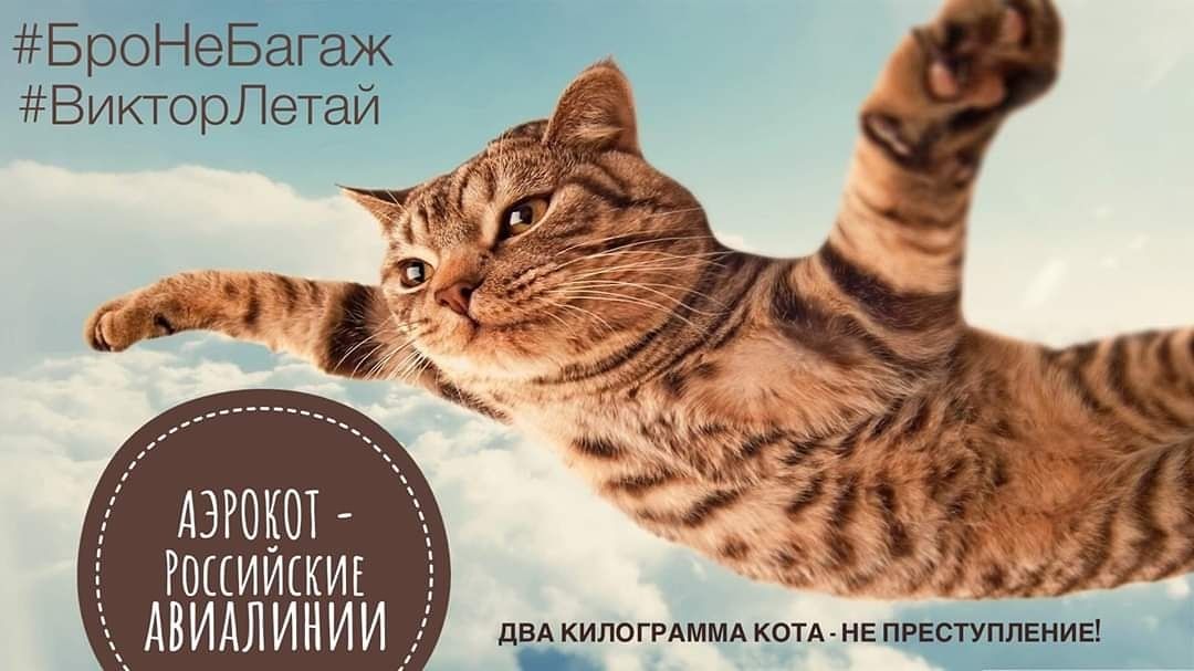 Хлопець пішов на злочин, щоб сидіти в літаку поруч з котиком, і про це гуде весь інтернет - 457978 Хлопець пішов на злочин, щоб сидіти в літаку поруч із котиком, і про це гуде весь інтернет - фото 457978