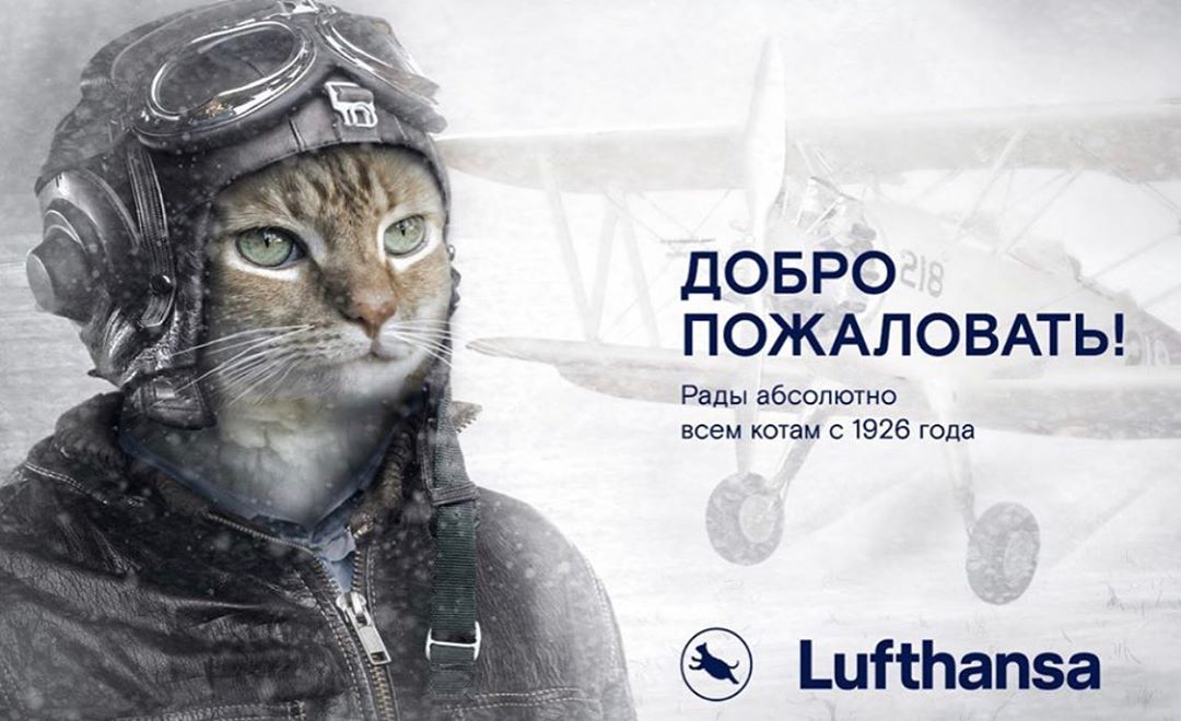Хлопець пішов на злочин, щоб сидіти в літаку поруч з котиком, і про це гуде весь інтернет - 457979 Хлопець пішов на злочин, щоб сидіти в літаку поруч із котиком, і про це гуде весь інтернет - фото 457979