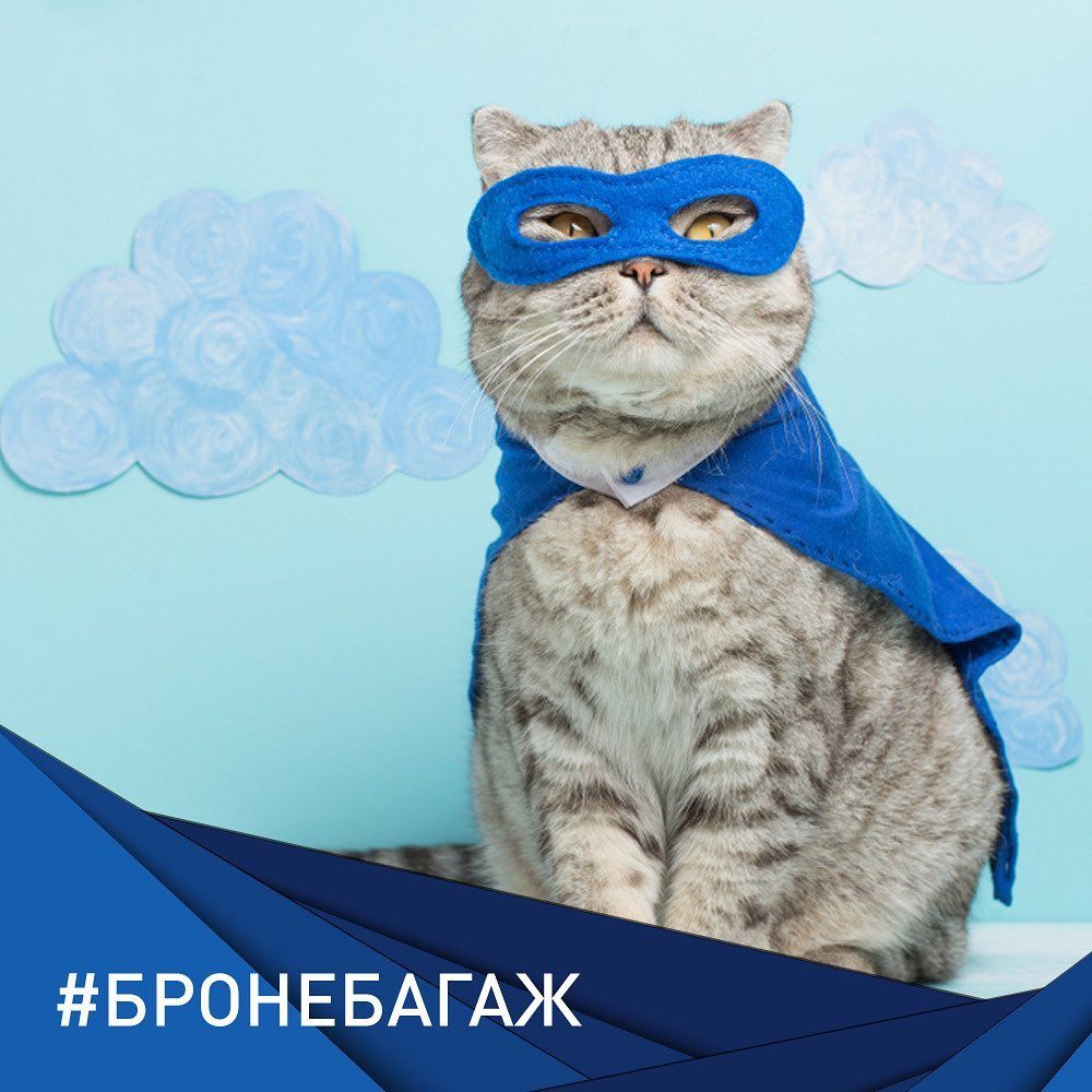 Хлопець пішов на злочин, щоб сидіти в літаку поруч з котиком, і про це гуде весь інтернет - 457980 Хлопець пішов на злочин, щоб сидіти в літаку поруч із котиком, і про це гуде весь інтернет - фото 457980