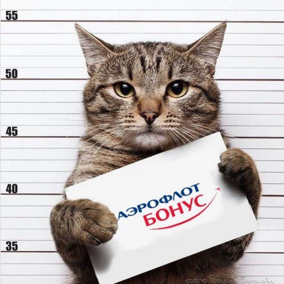 Хлопець пішов на злочин, щоб сидіти в літаку поруч з котиком, і про це гуде весь інтернет - 457981 Хлопець пішов на злочин, щоб сидіти в літаку поруч із котиком, і про це гуде весь інтернет - фото 457981