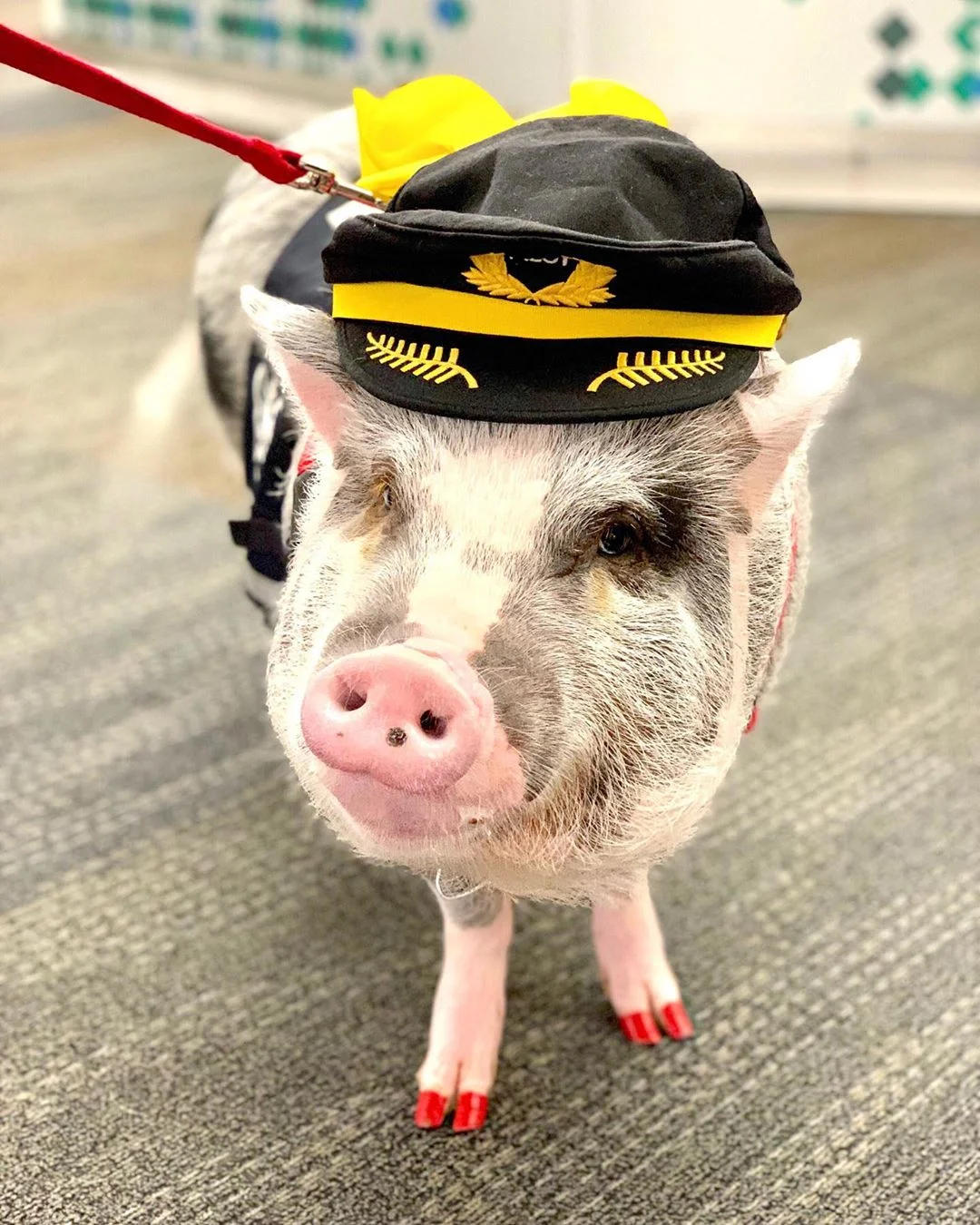 В аэропорту Сан-Франциско теперь работает свинья, которая мгновенно стала звездой - фото 458332