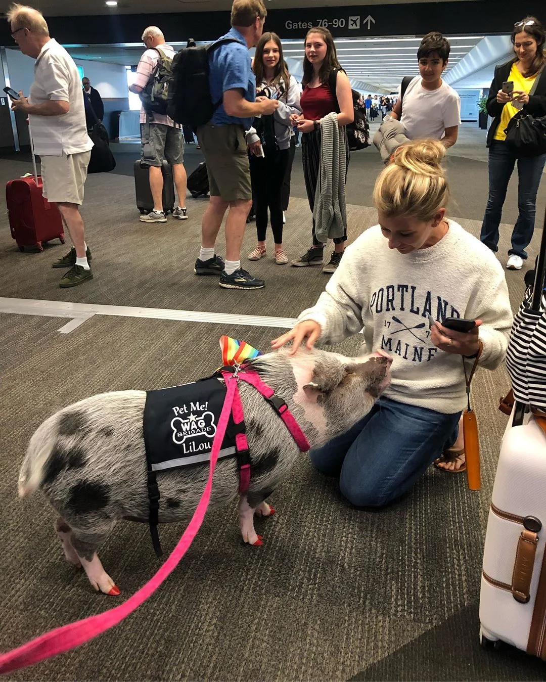 В аэропорту Сан-Франциско теперь работает свинья, которая мгновенно стала звездой - фото 458333