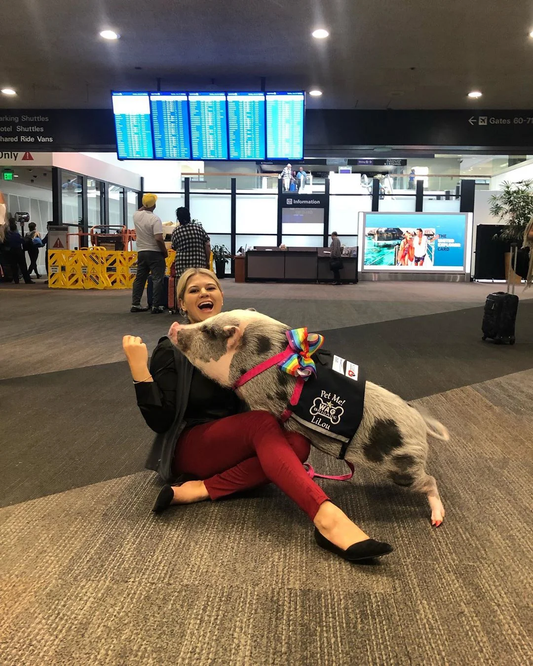 В аэропорту Сан-Франциско теперь работает свинья, которая мгновенно стала звездой - фото 458335