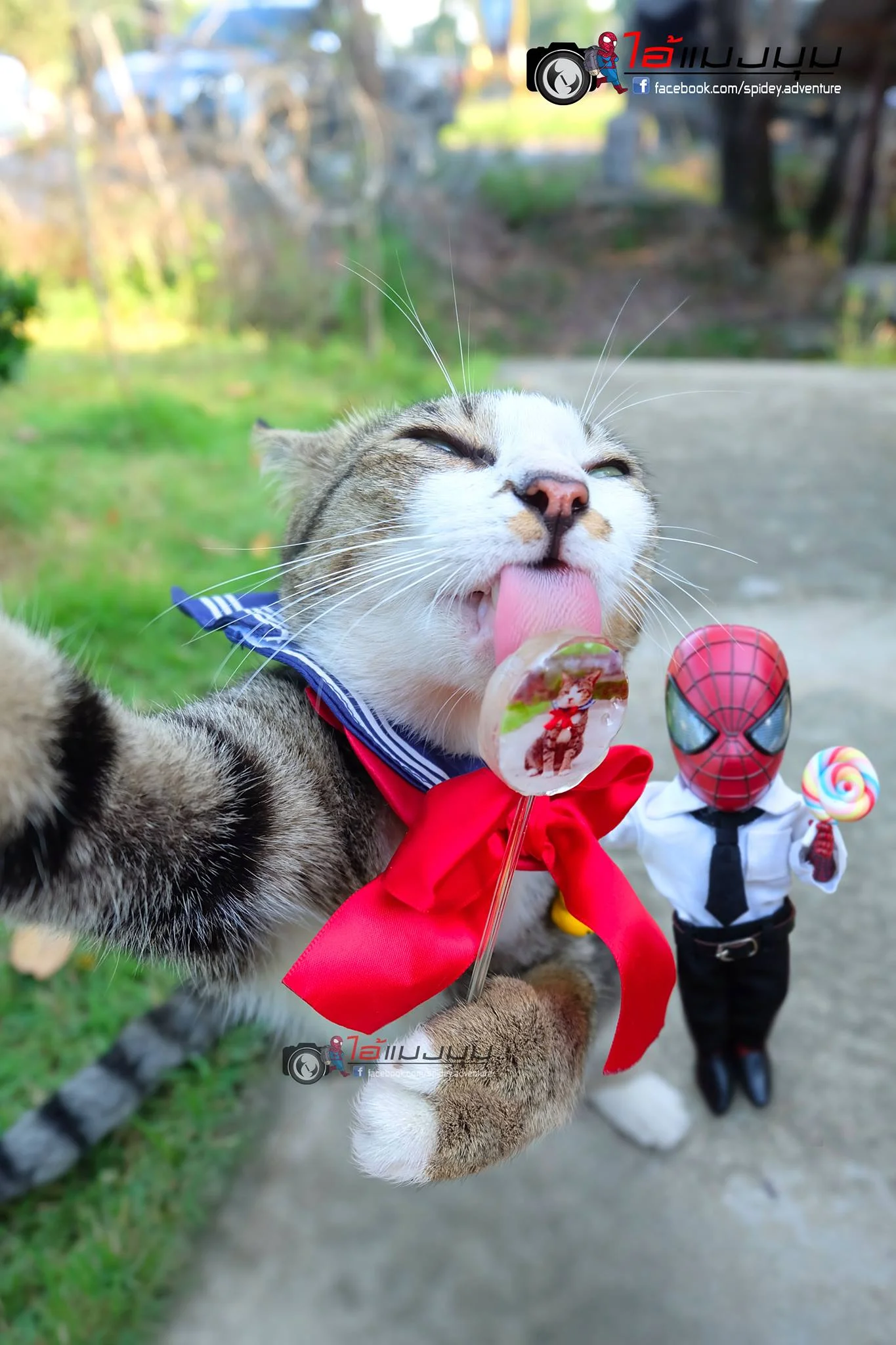 Художник добавил к фото с котиками изображение Человека-паука – это выглядит очень смешно - фото 459355