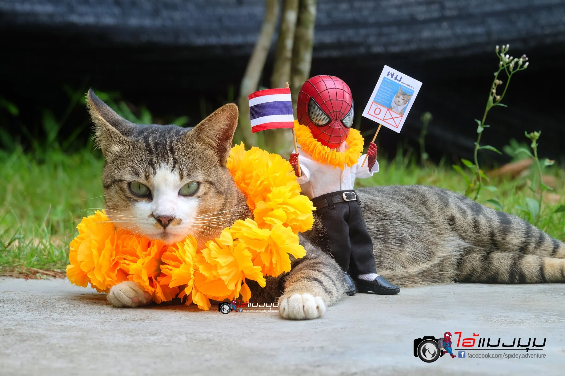 Художник добавил к фото с котиками изображение Человека-паука – это выглядит очень смешно - фото 459360