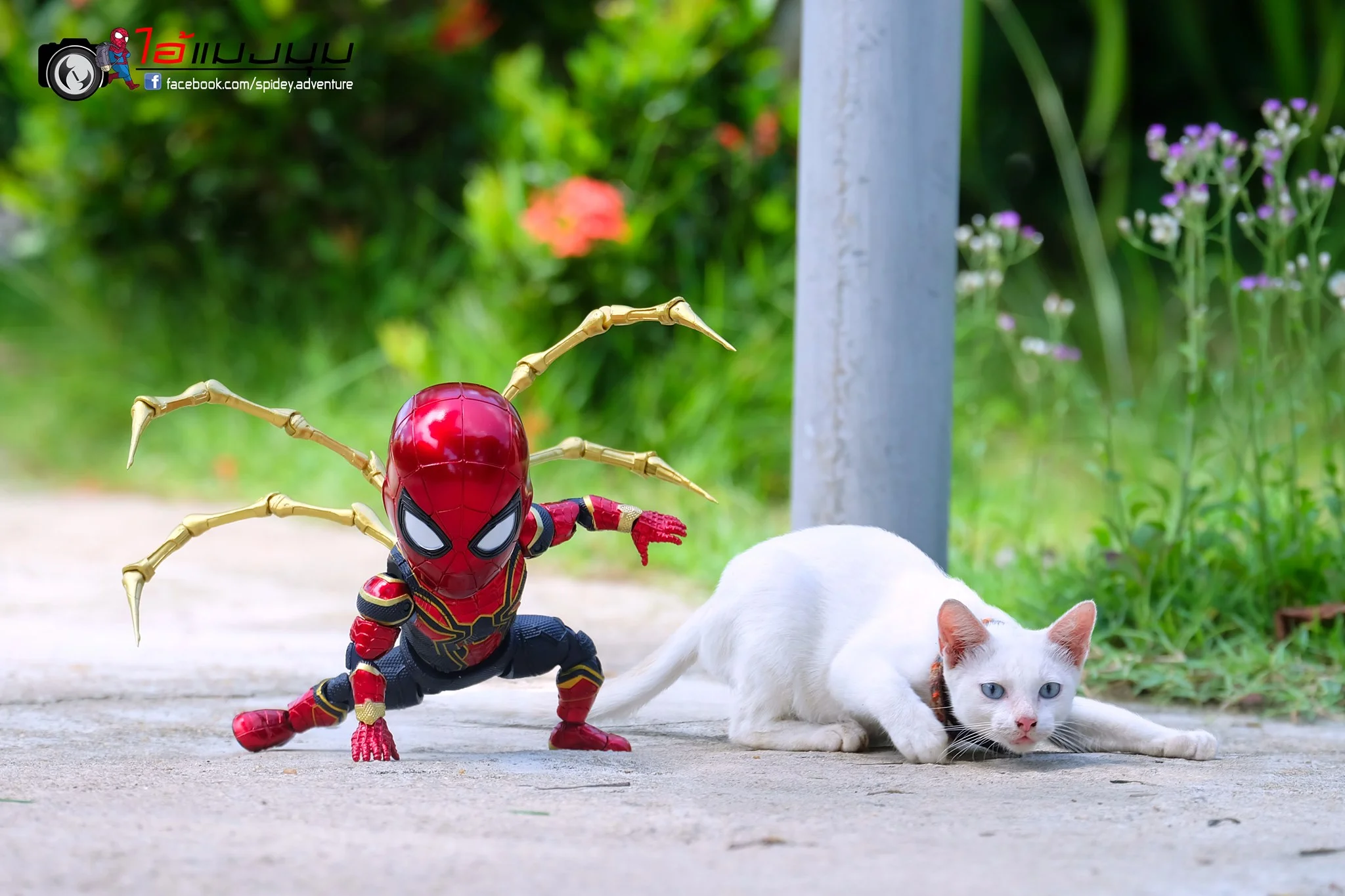Художник добавил к фото с котиками изображение Человека-паука – это выглядит очень смешно - фото 459361