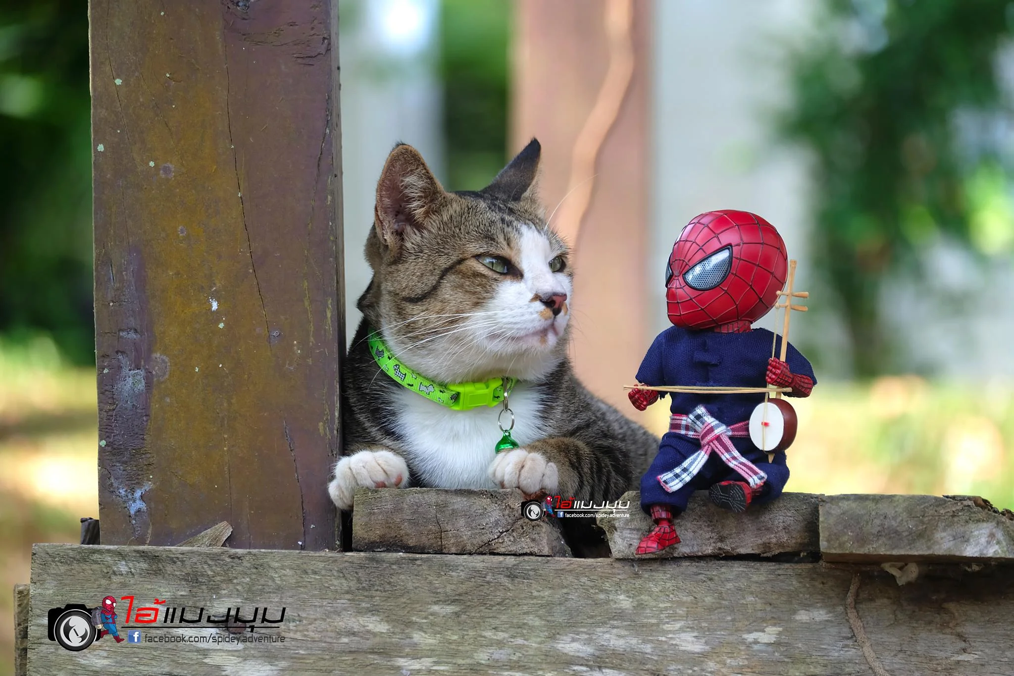 Художник добавил к фото с котиками изображение Человека-паука – это выглядит очень смешно - фото 459362