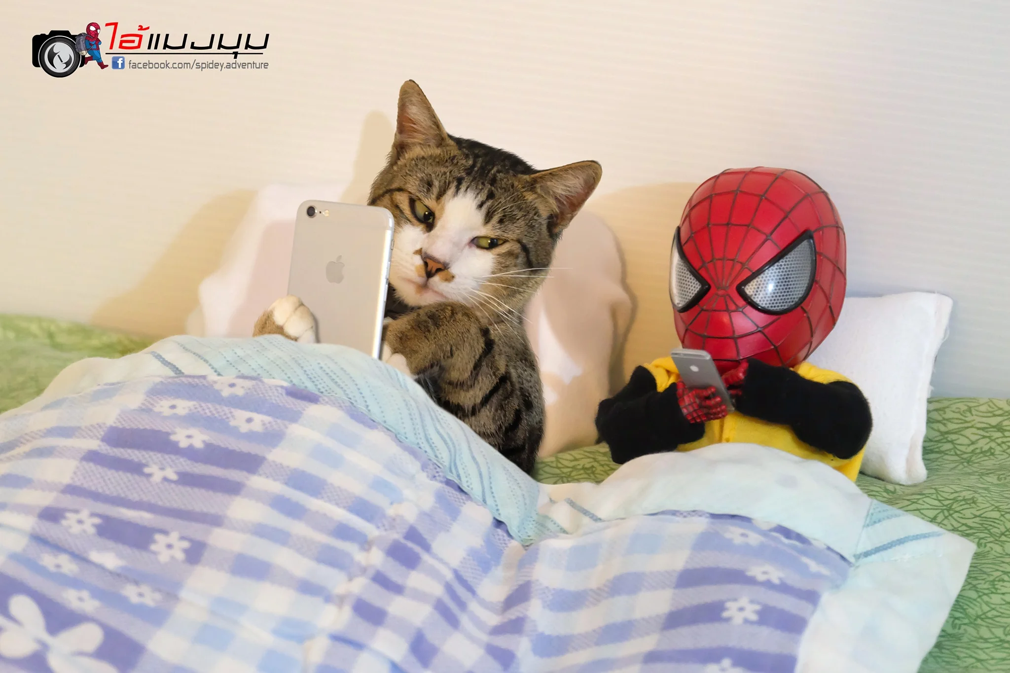 Художник добавил к фото с котиками изображение Человека-паука – это выглядит очень смешно - фото 459363
