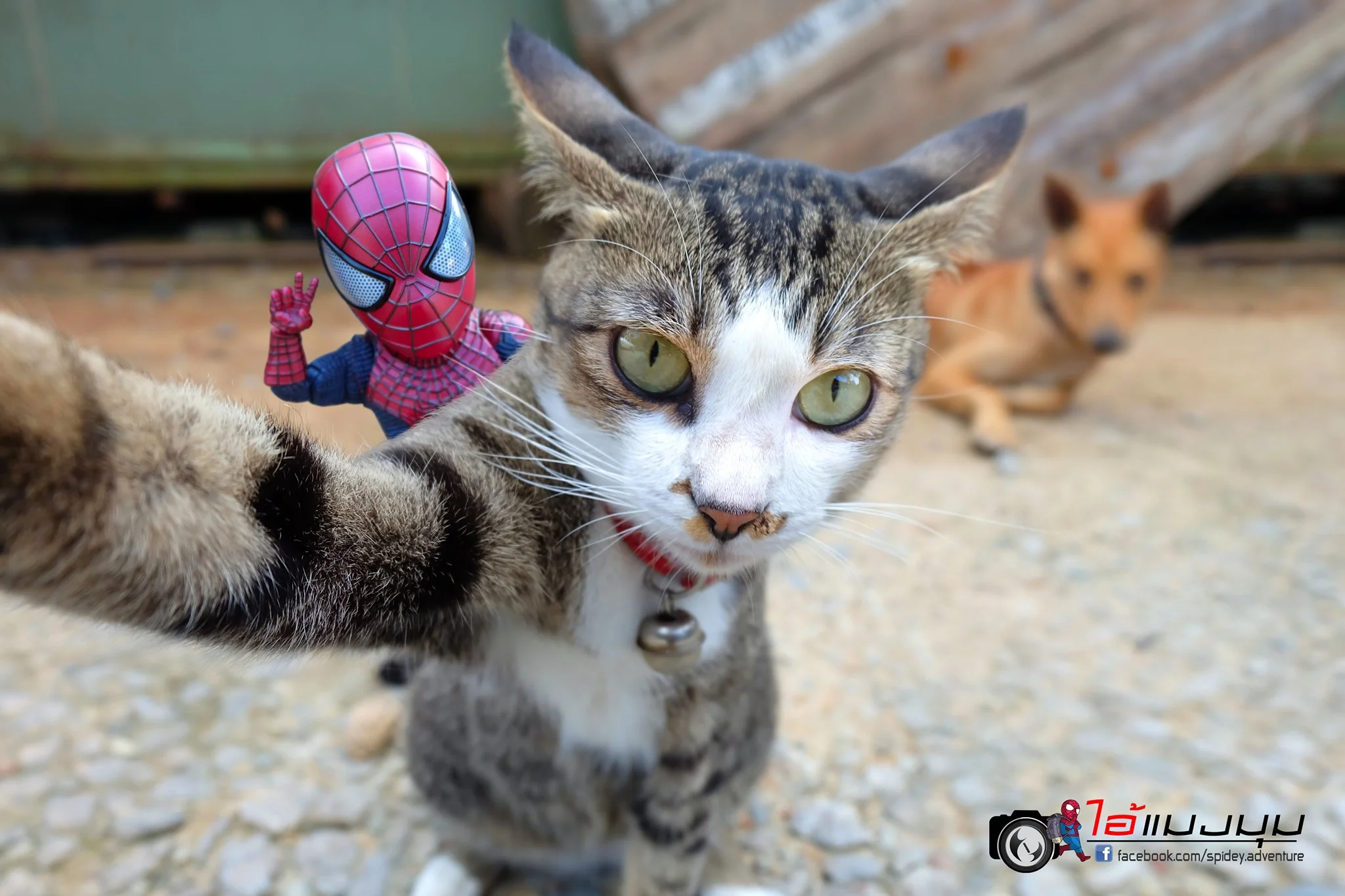 Художник добавил к фото с котиками изображение Человека-паука – это выглядит очень смешно - фото 459364