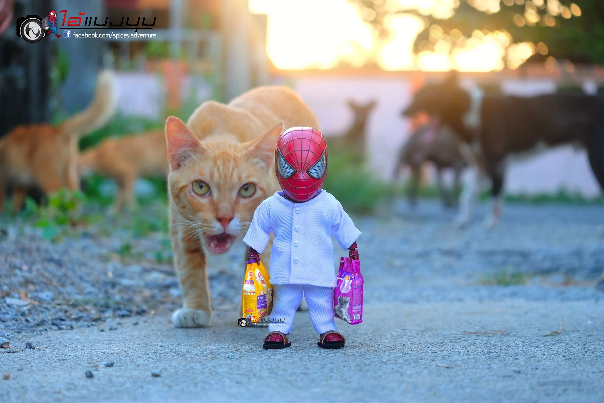 Художник добавил к фото с котиками изображение Человека-паука – это выглядит очень смешно - фото 459365