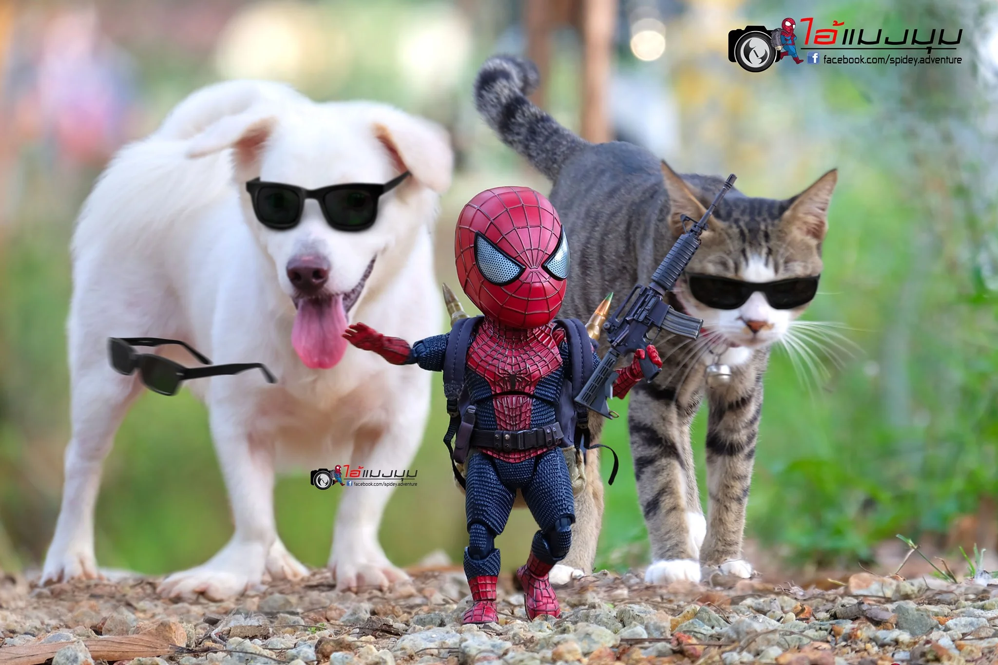 Художник добавил к фото с котиками изображение Человека-паука – это выглядит очень смешно - фото 459367