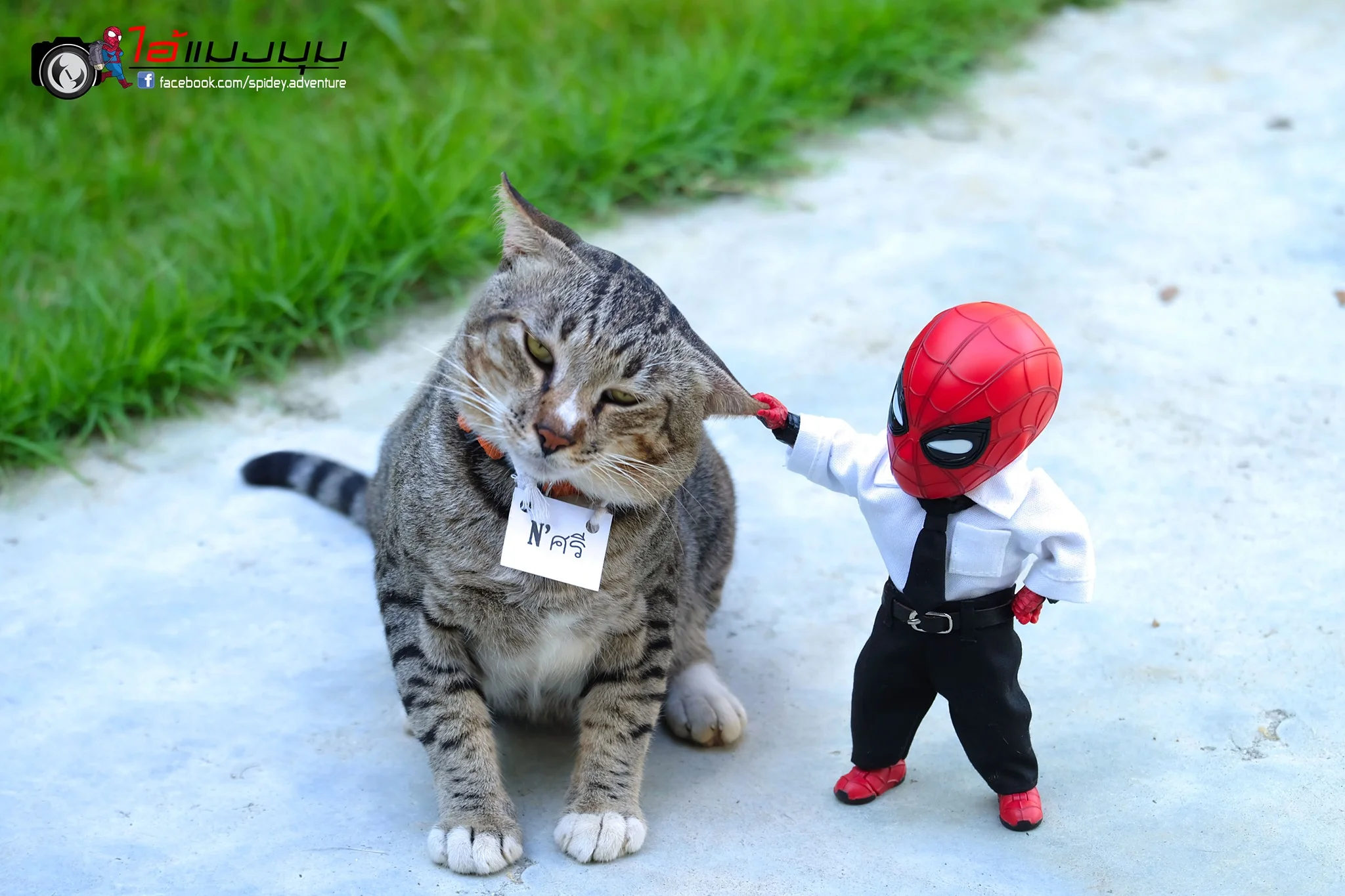 Художник добавил к фото с котиками изображение Человека-паука – это выглядит очень смешно - фото 459369