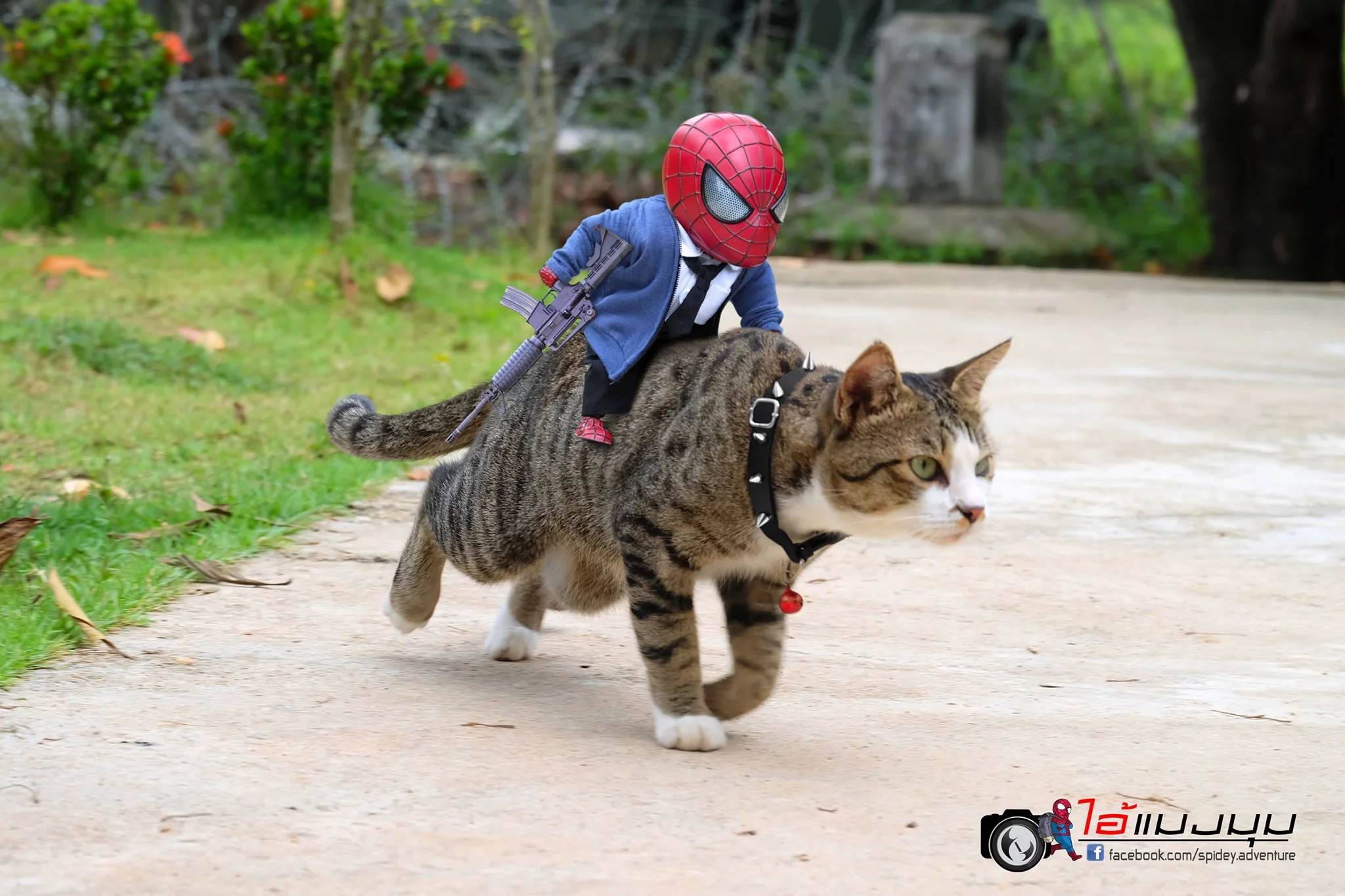 Художник добавил к фото с котиками изображение Человека-паука – это выглядит очень смешно - фото 459373