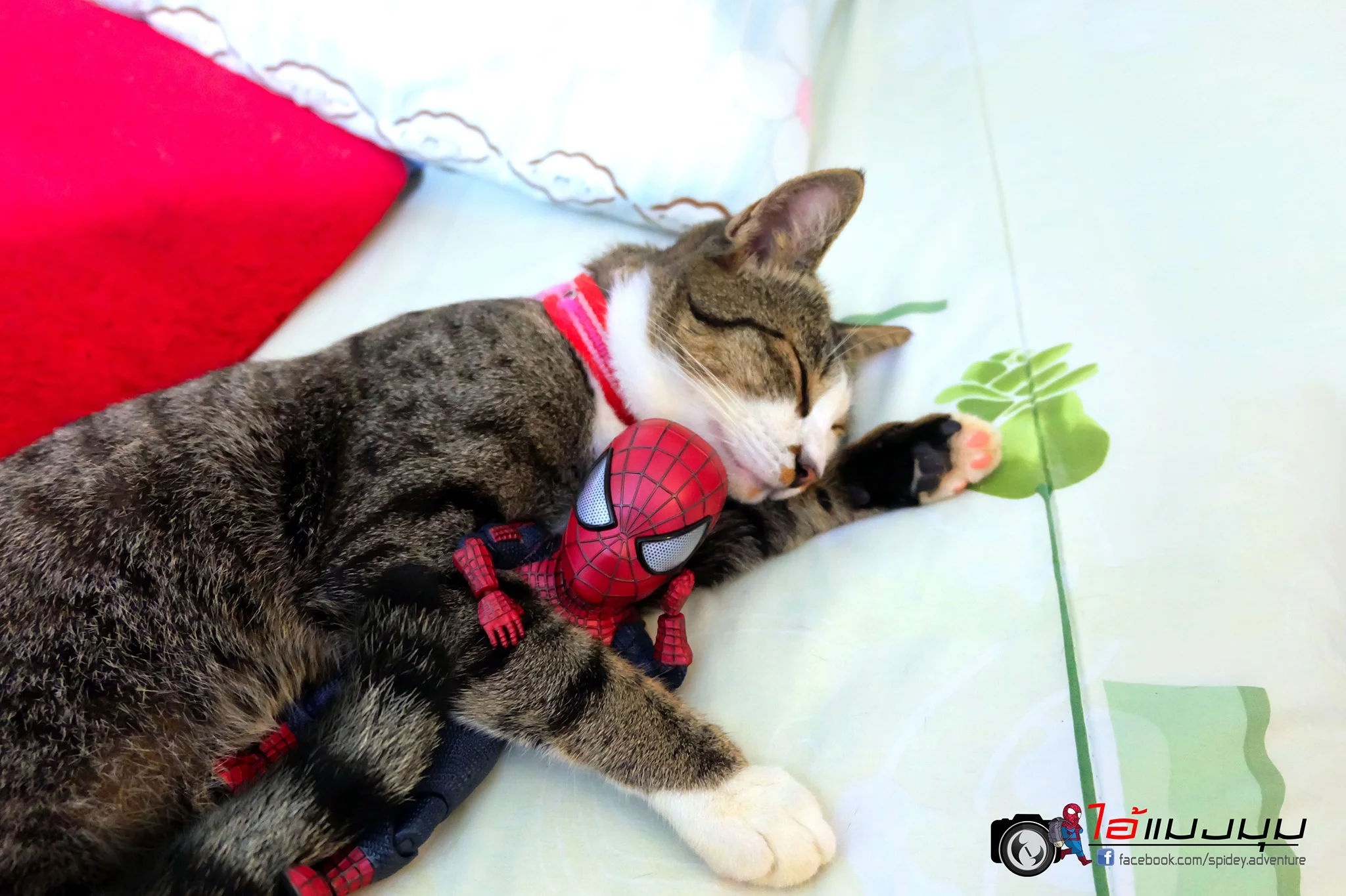 Художник добавил к фото с котиками изображение Человека-паука – это выглядит очень смешно - фото 459375