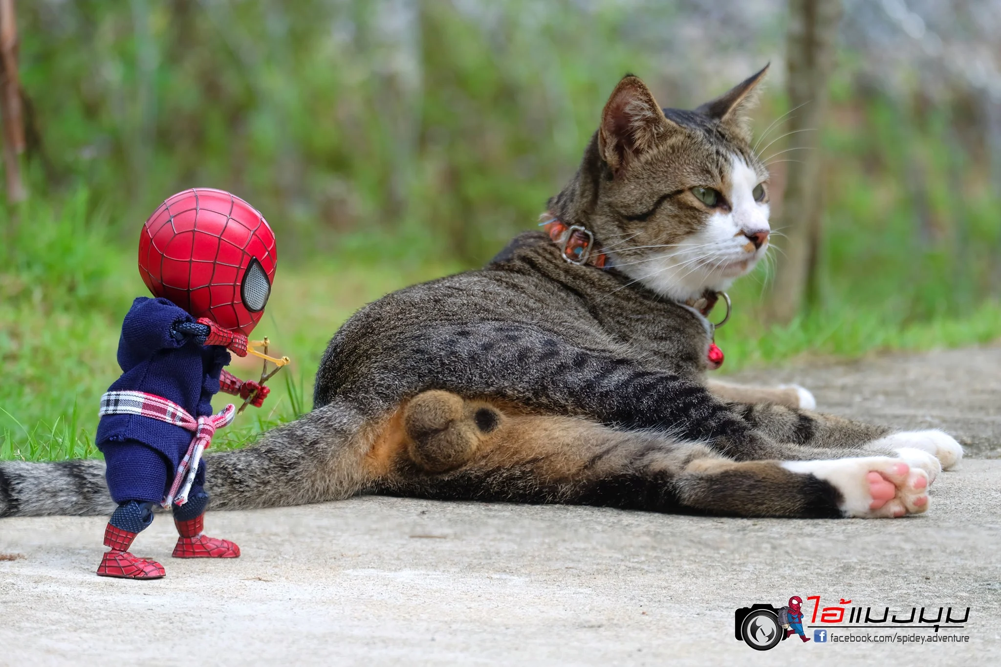 Художник добавил к фото с котиками изображение Человека-паука – это выглядит очень смешно - фото 459376
