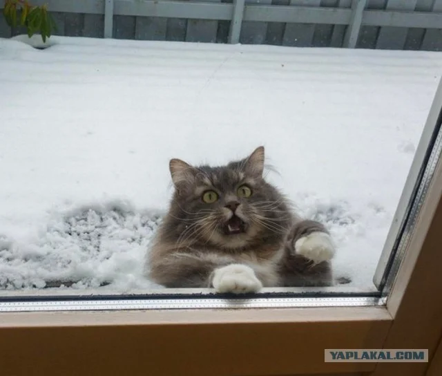 Эпические фото котиков, которые впервые видят снег и не в восторге от него - фото 460604
