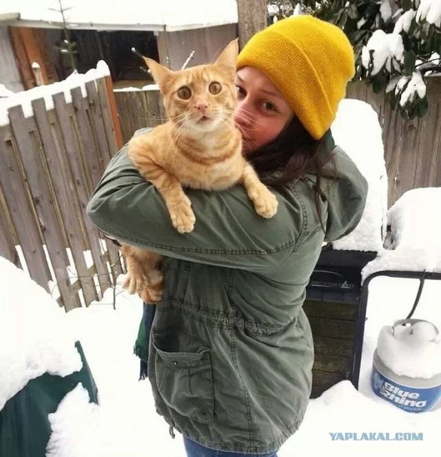Епічні фото котиків, які вперше бачать сніг і не в захваті від нього - фото 460605