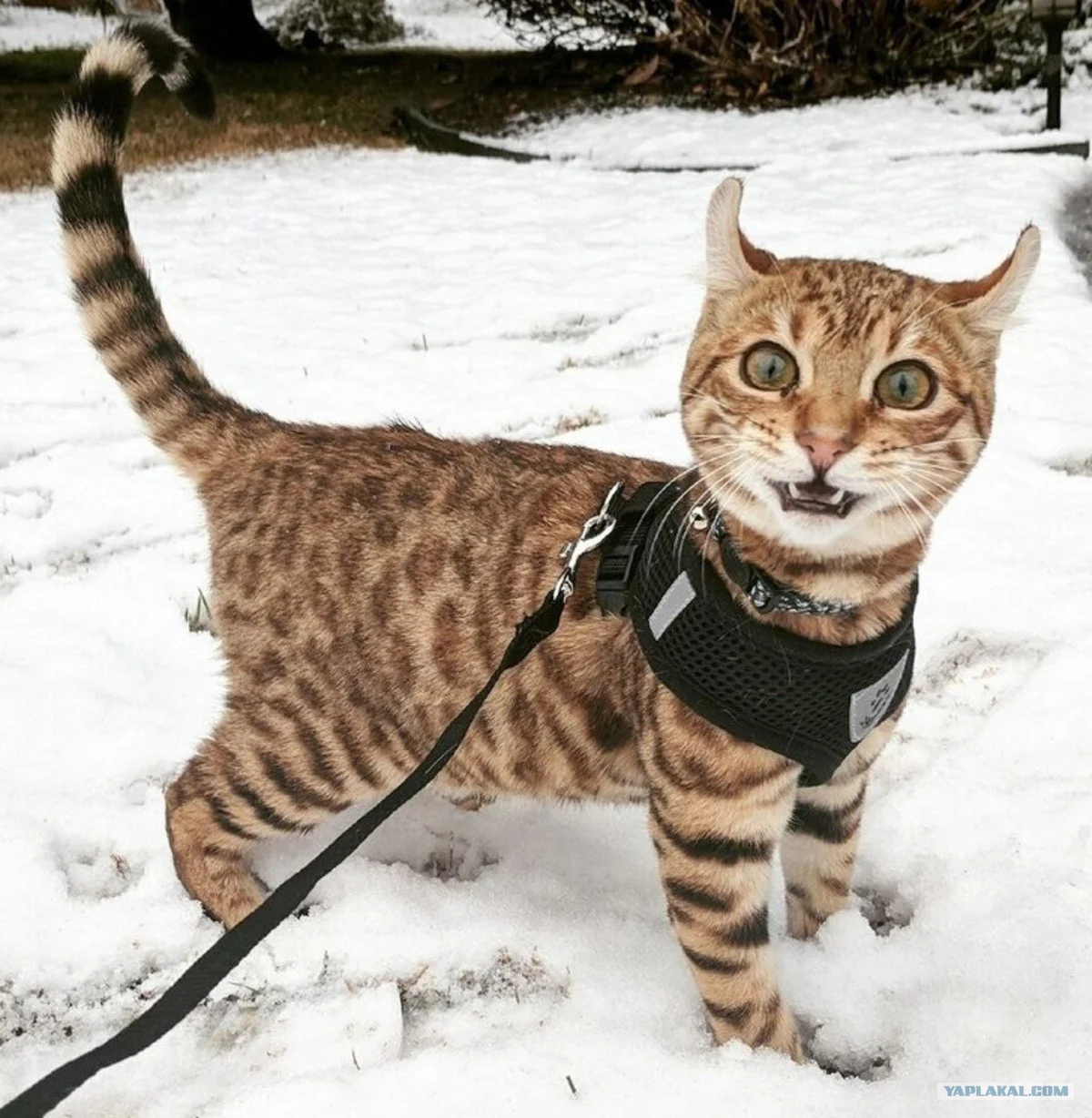 Эпические фото котиков, которые впервые видят снег и не в восторге от него - фото 460606