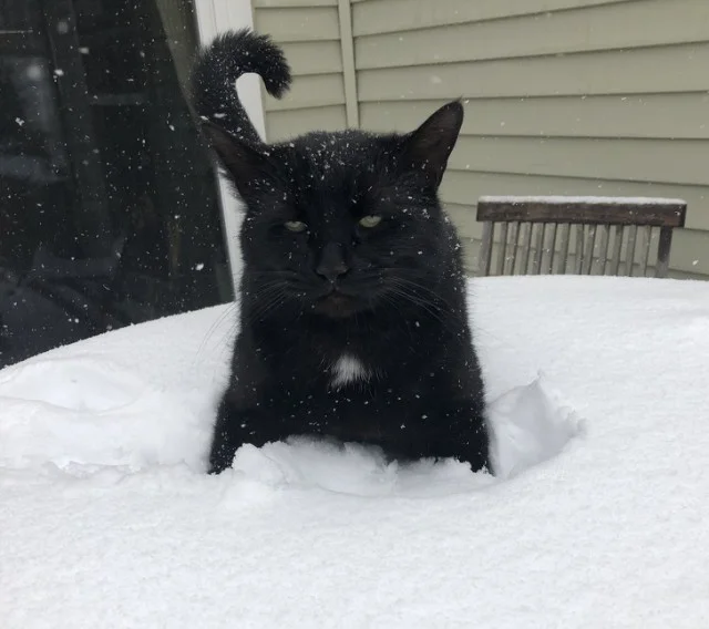 Эпические фото котиков, которые впервые видят снег и не в восторге от него - фото 460609