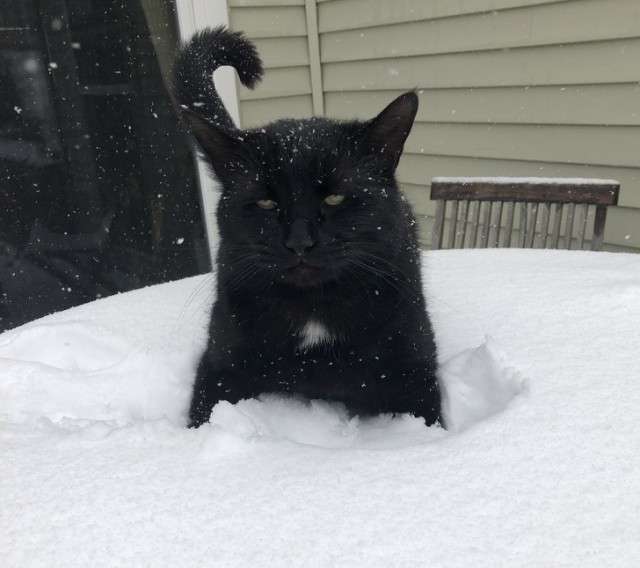 Епічні фото котиків, які вперше бачать сніг і не в захваті від нього - фото 460609