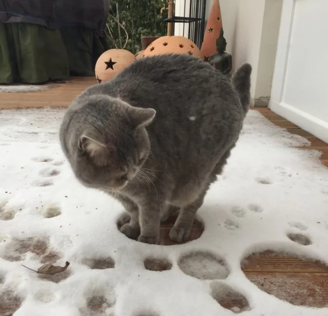Епічні фото котиків, які вперше бачать сніг і не в захваті від нього - фото 460610