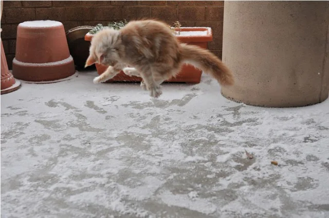 Эпические фото котиков, которые впервые видят снег и не в восторге от него - фото 460611