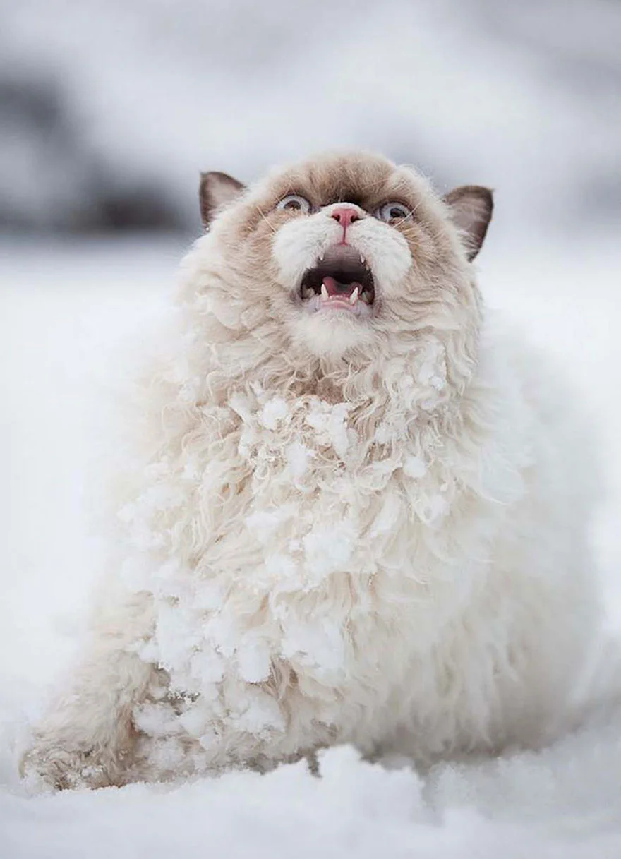 Эпические фото котиков, которые впервые видят снег и не в восторге от него - фото 460615