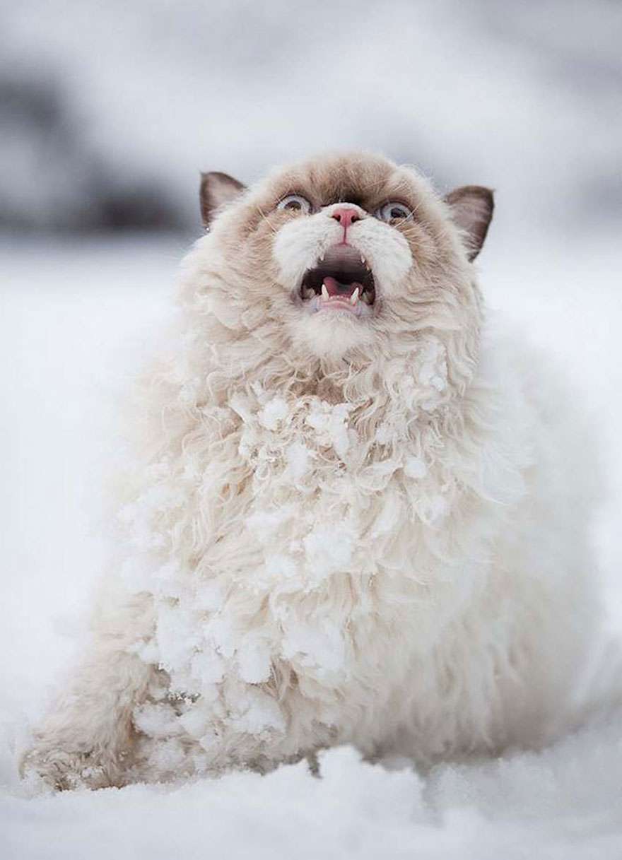 Епічні фото котиків, які вперше бачать сніг і не в захваті від нього - фото 460615