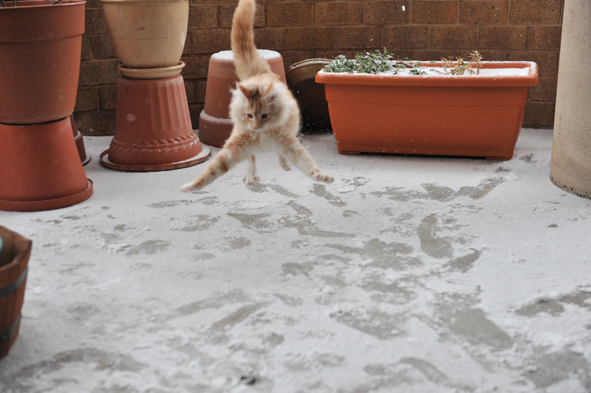 Эпические фото котиков, которые впервые видят снег и не в восторге от него - фото 460616