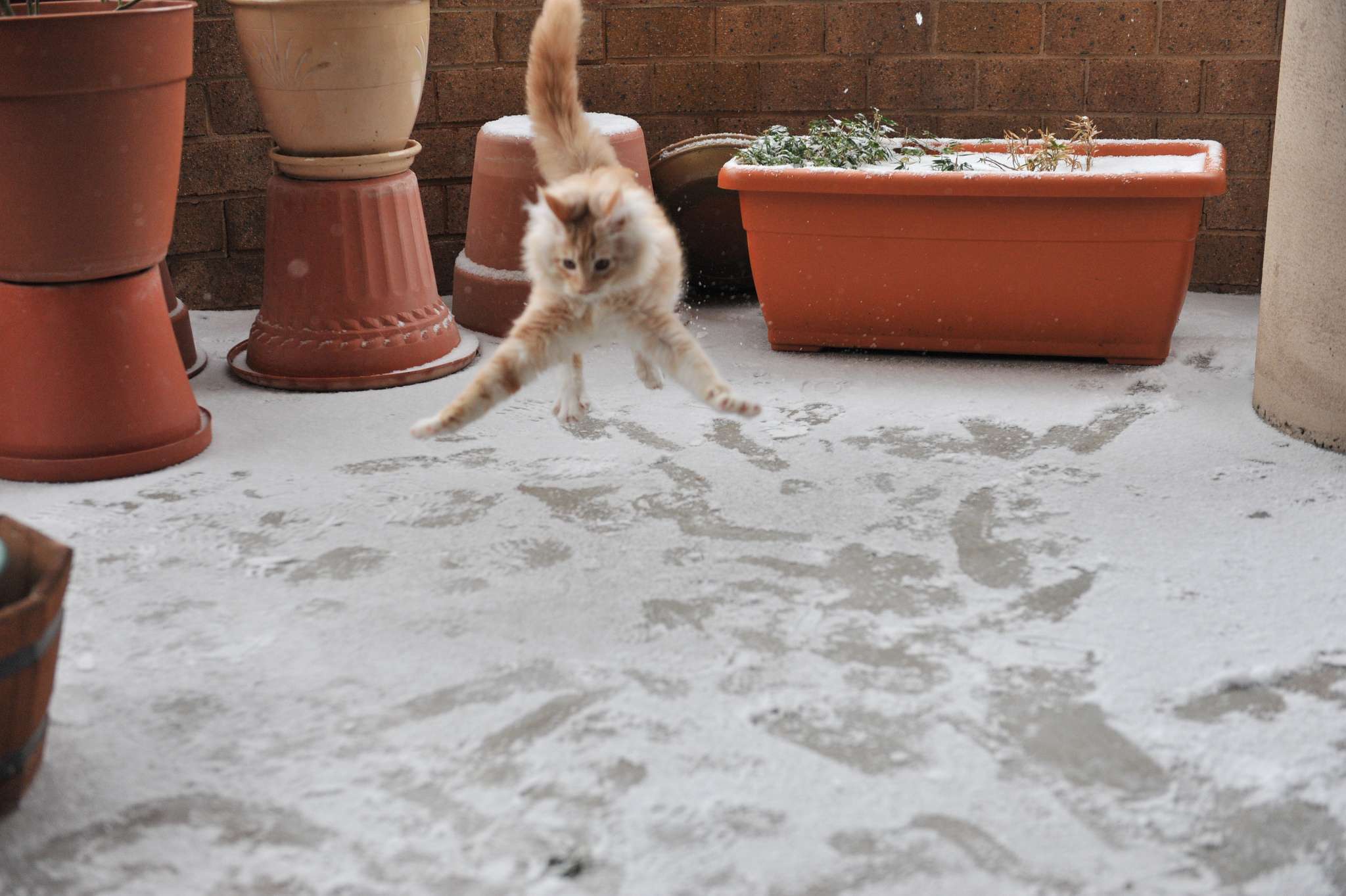 Епічні фото котиків, які вперше бачать сніг і не в захваті від нього - фото 460616