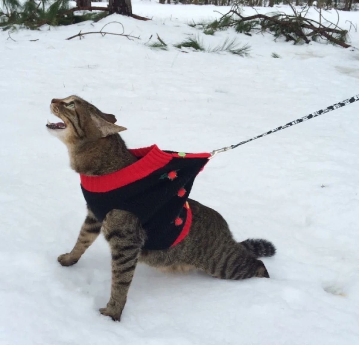 Эпические фото котиков, которые впервые видят снег и не в восторге от него - фото 460617