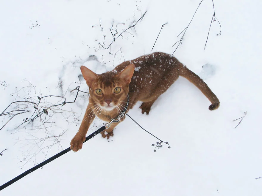 Эпические фото котиков, которые впервые видят снег и не в восторге от него - фото 460618