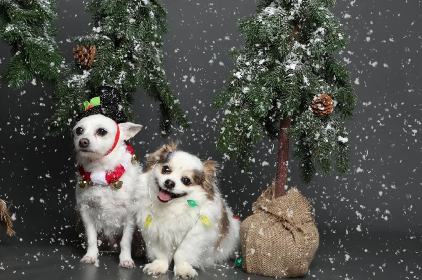 Девушка показала новогоднее фото своих собак, и теперь над этим смеется весь интернет - фото 461222
