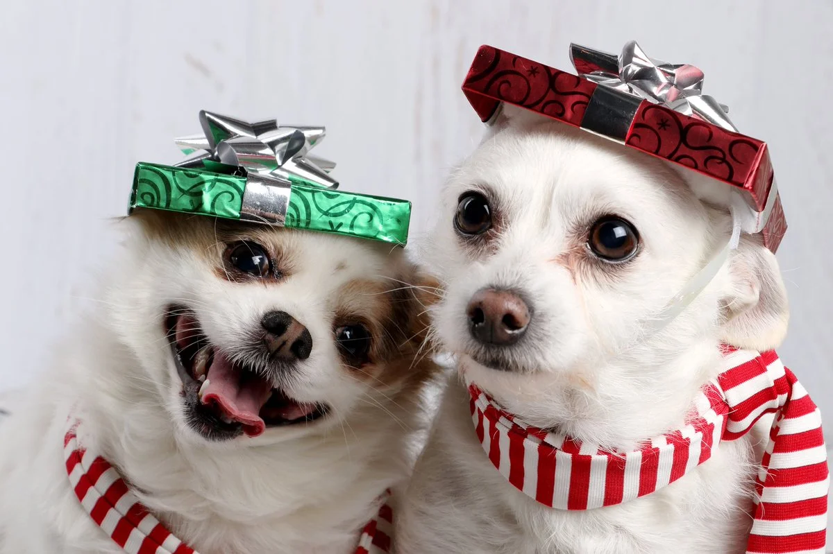 Девушка показала новогоднее фото своих собак, и теперь над этим смеется весь интернет - фото 461223