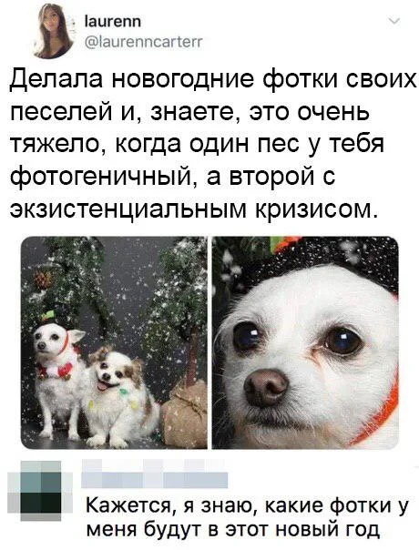 Девушка показала новогоднее фото своих собак, и теперь над этим смеется весь интернет - фото 461224