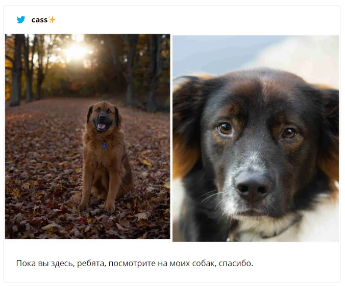 Девушка показала новогоднее фото своих собак, и теперь над этим смеется весь интернет - фото 461226