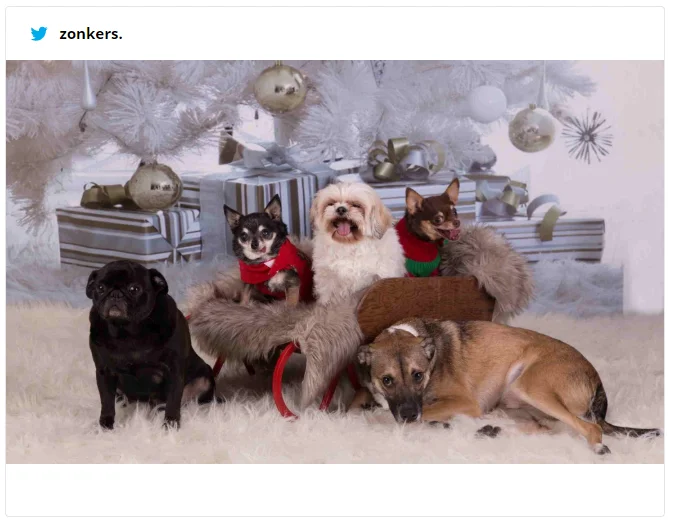 Девушка показала новогоднее фото своих собак, и теперь над этим смеется весь интернет - фото 461227