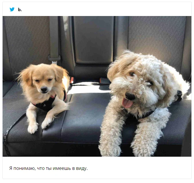 Девушка показала новогоднее фото своих собак, и теперь над этим смеется весь интернет - фото 461229