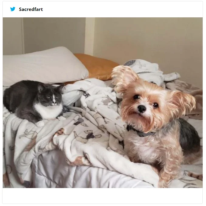 Девушка показала новогоднее фото своих собак, и теперь над этим смеется весь интернет - фото 461230