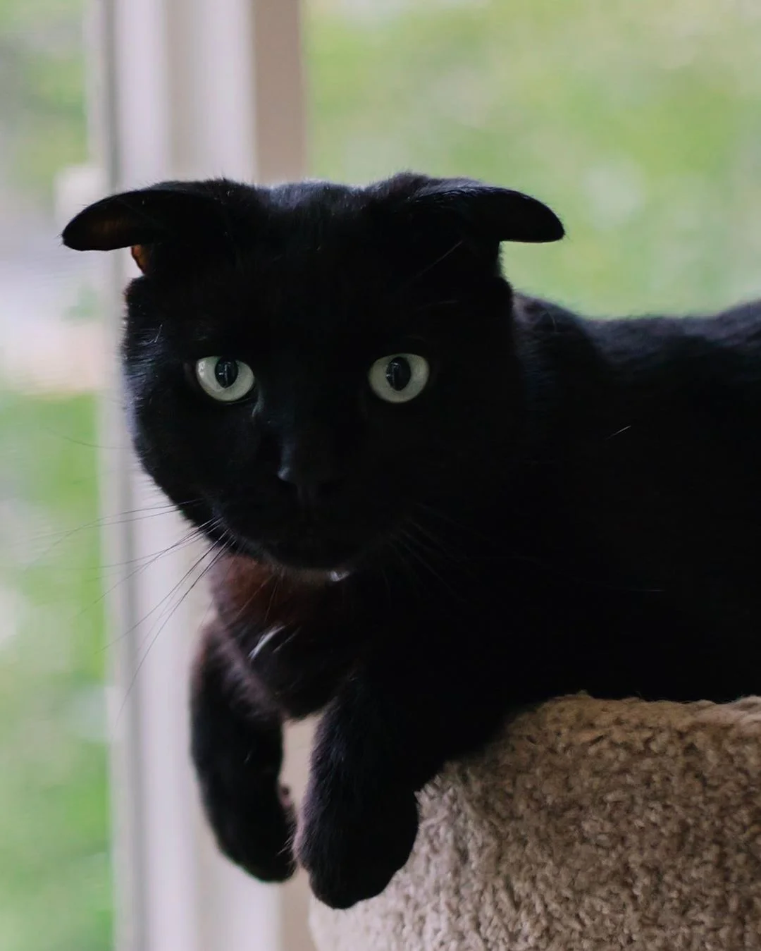 У этого котика уши как у Шрека, и это делает его самым милым созданием в мире - фото 461490