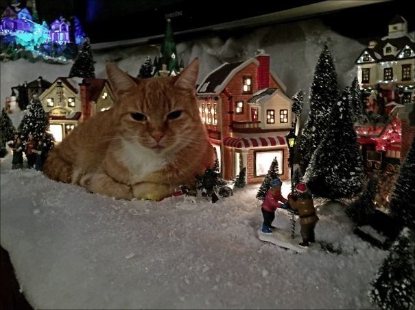 Котики-хулиганы занимаются любимым новогодним делом - свержением елок - 461860 Котики-хулиганы занимаются любимым новогодним делом - свержением елок - фото 461860