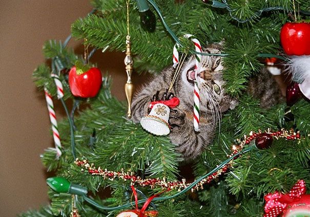 Котики-хулиганы занимаются любимым новогодним делом - свержением елок - 461861 Котики-хулиганы занимаются любимым новогодним делом - свержением елок - фото 461861