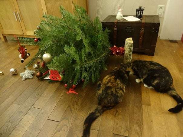 Котики-хулігани займаються улюбленою новорічною справою - поваленням ялинок - фото 461870