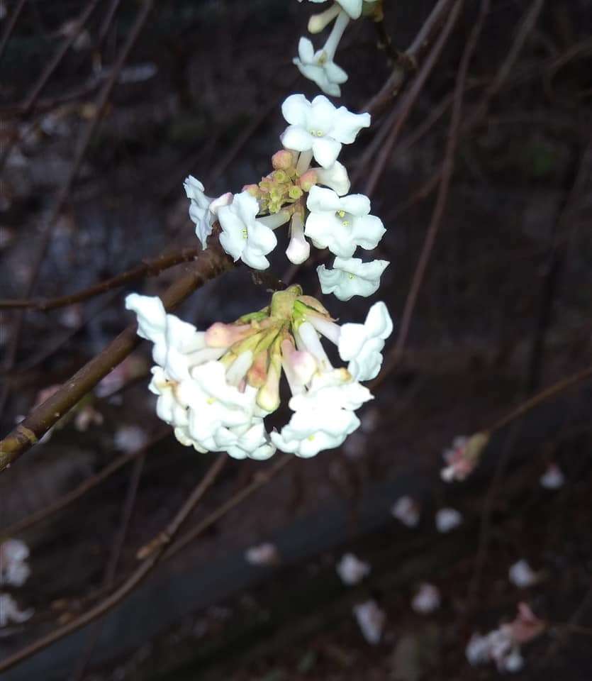 У Львові в грудні цвітуть дерева - фото 462143