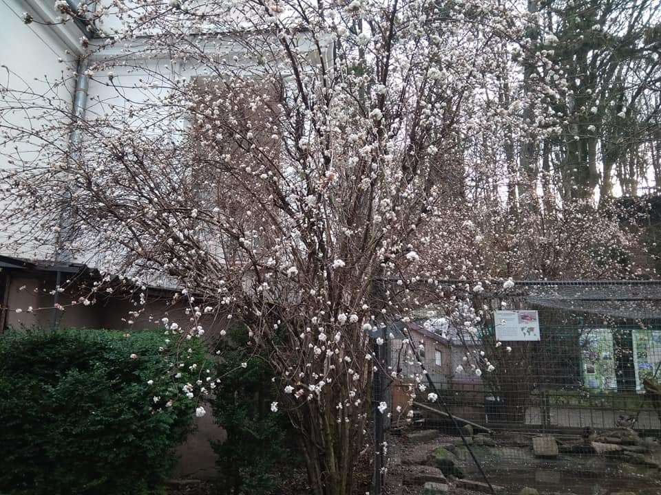 У Львові в грудні цвітуть дерева - фото 462144